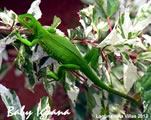 Baby Iguana